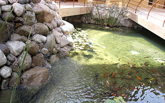 koi themepark